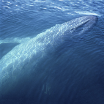 Whale